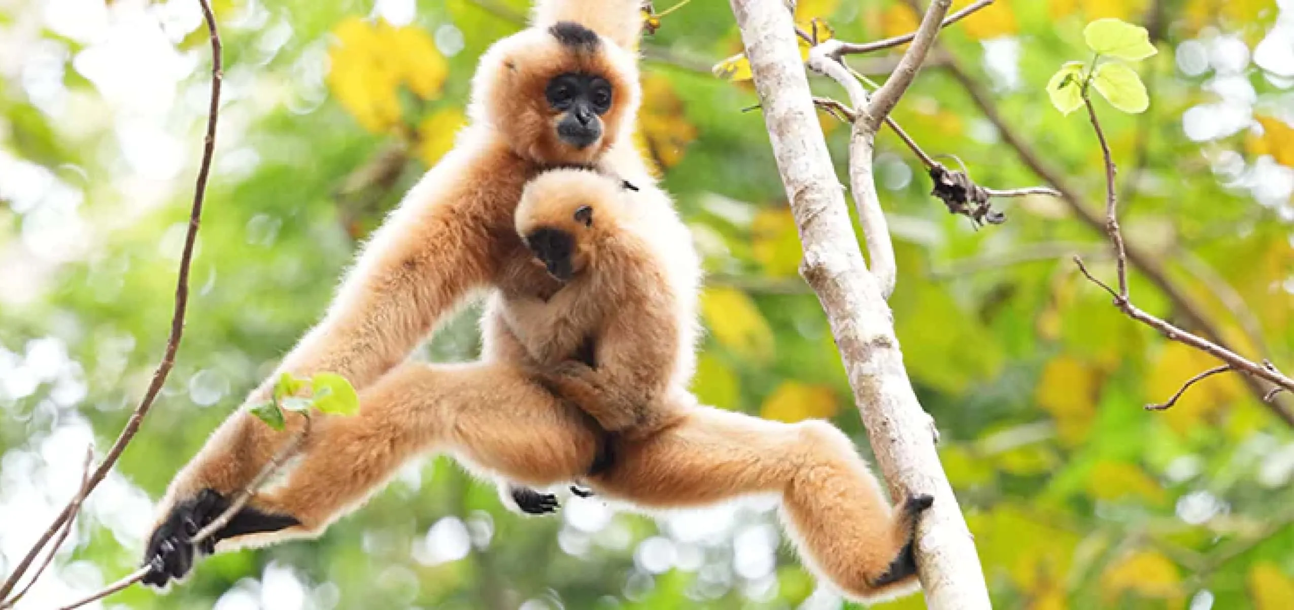 Длиннофокусный объектив Sony FE 400-800mm f/6.3-8 G OSS (SEL400800GW.SYX) (Standard)