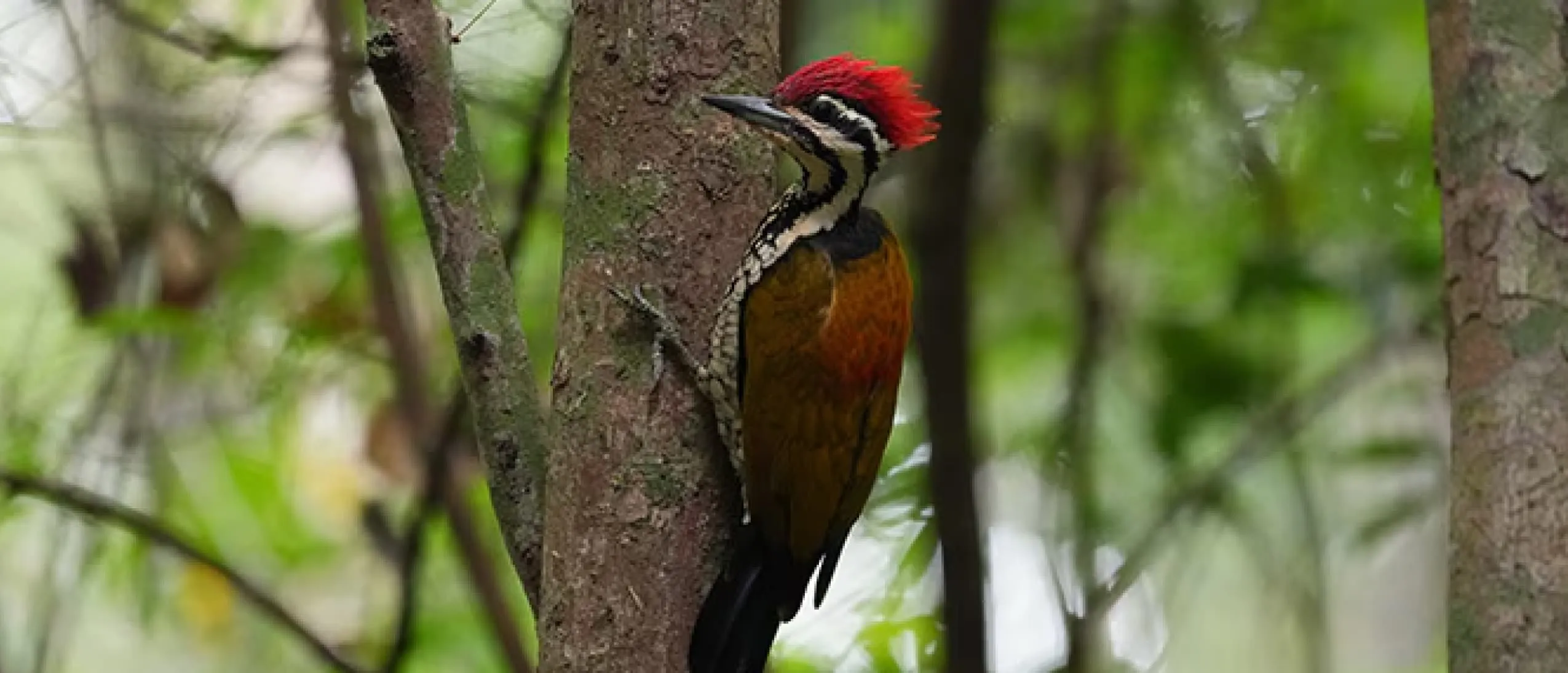 Длиннофокусный объектив Sony FE 400-800mm f/6.3-8 G OSS (SEL400800GW.SYX) (Standard)