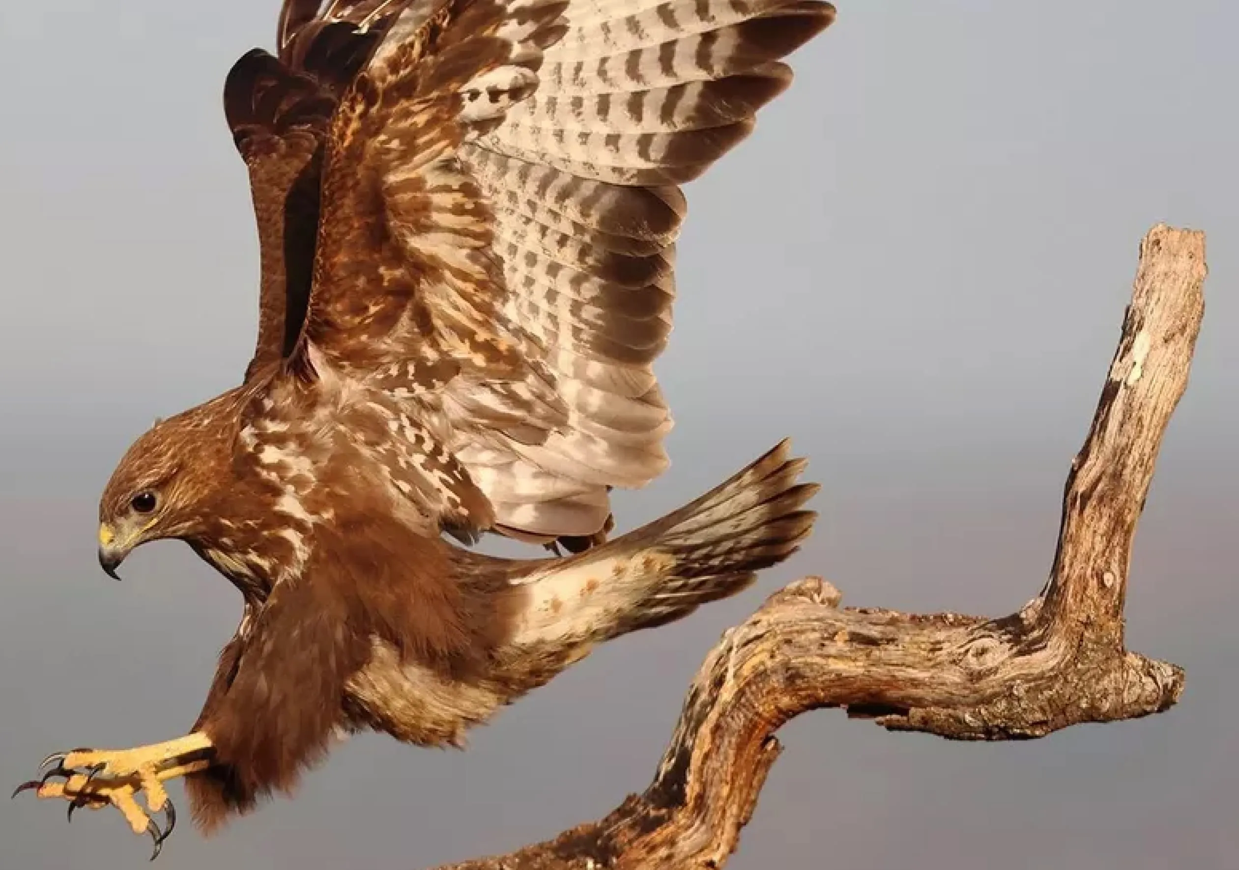 Цифровий фотоапарат Canon EOS R7 kit RF-S 18-150 IS STM (Black) (5137C015) (Standard)