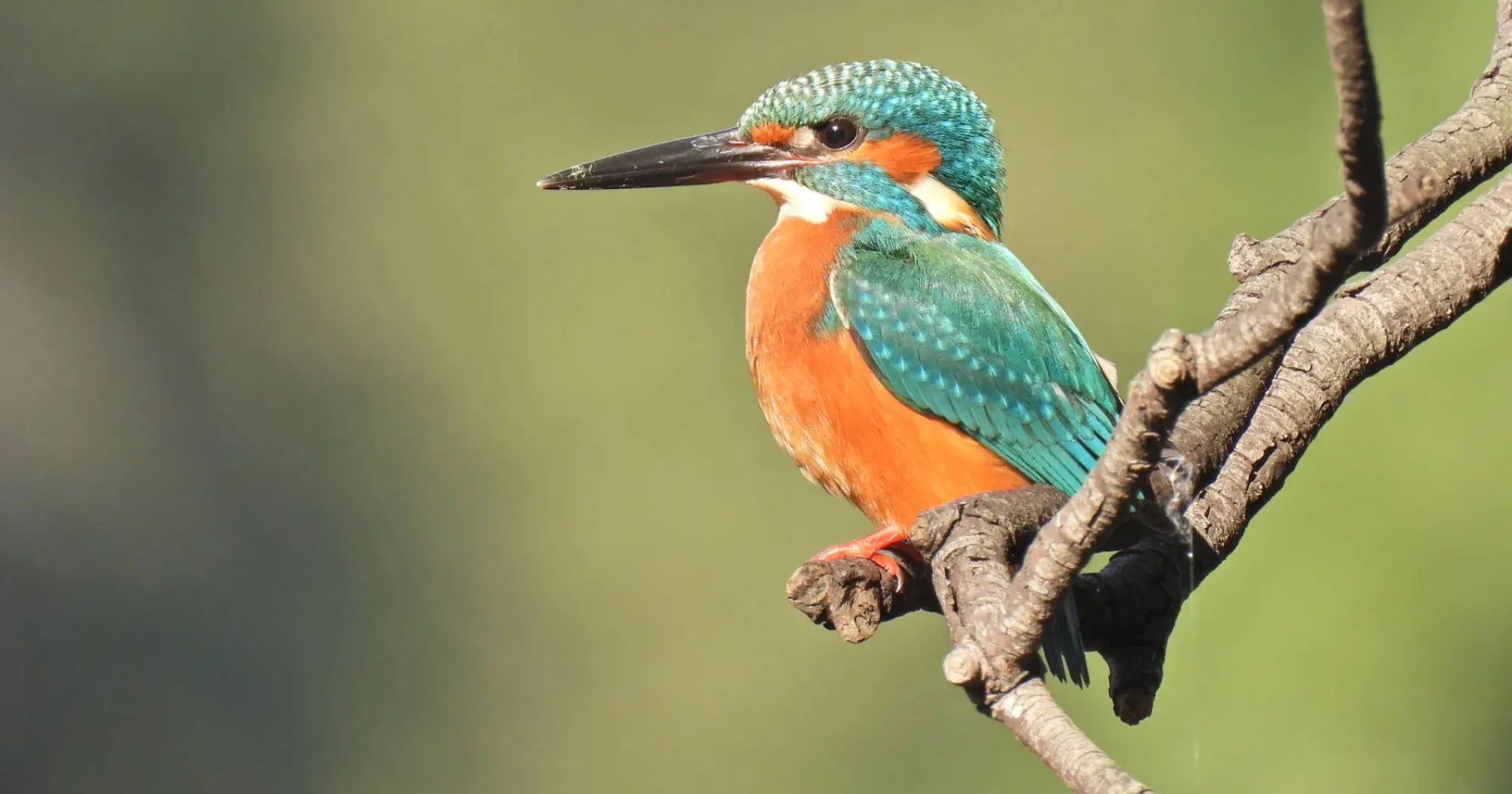 Компактний цифровий фотоапарат Nikon Coolpix P950 (VQA100EA) (Standard)