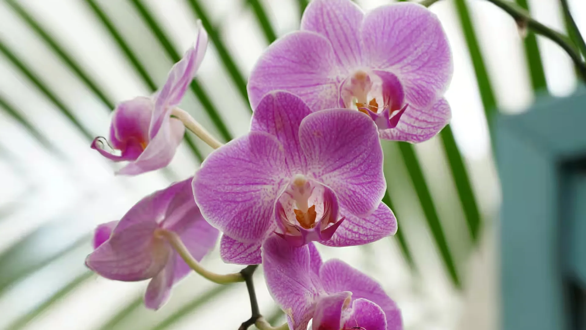 Універсальний об'єктив Sony E 18-105mm f/4 OSS Power Zoom (SELP18105G.AE) (Standard)