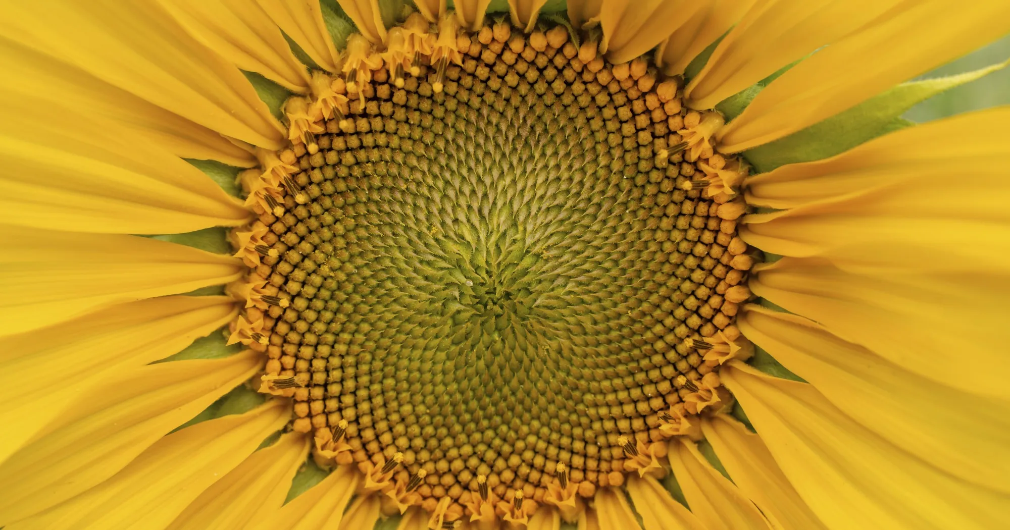 Широкоугольный объектив Sony FE 16-35mm f/2.8 GM II (SEL1635GM2.SYX) (Standard)