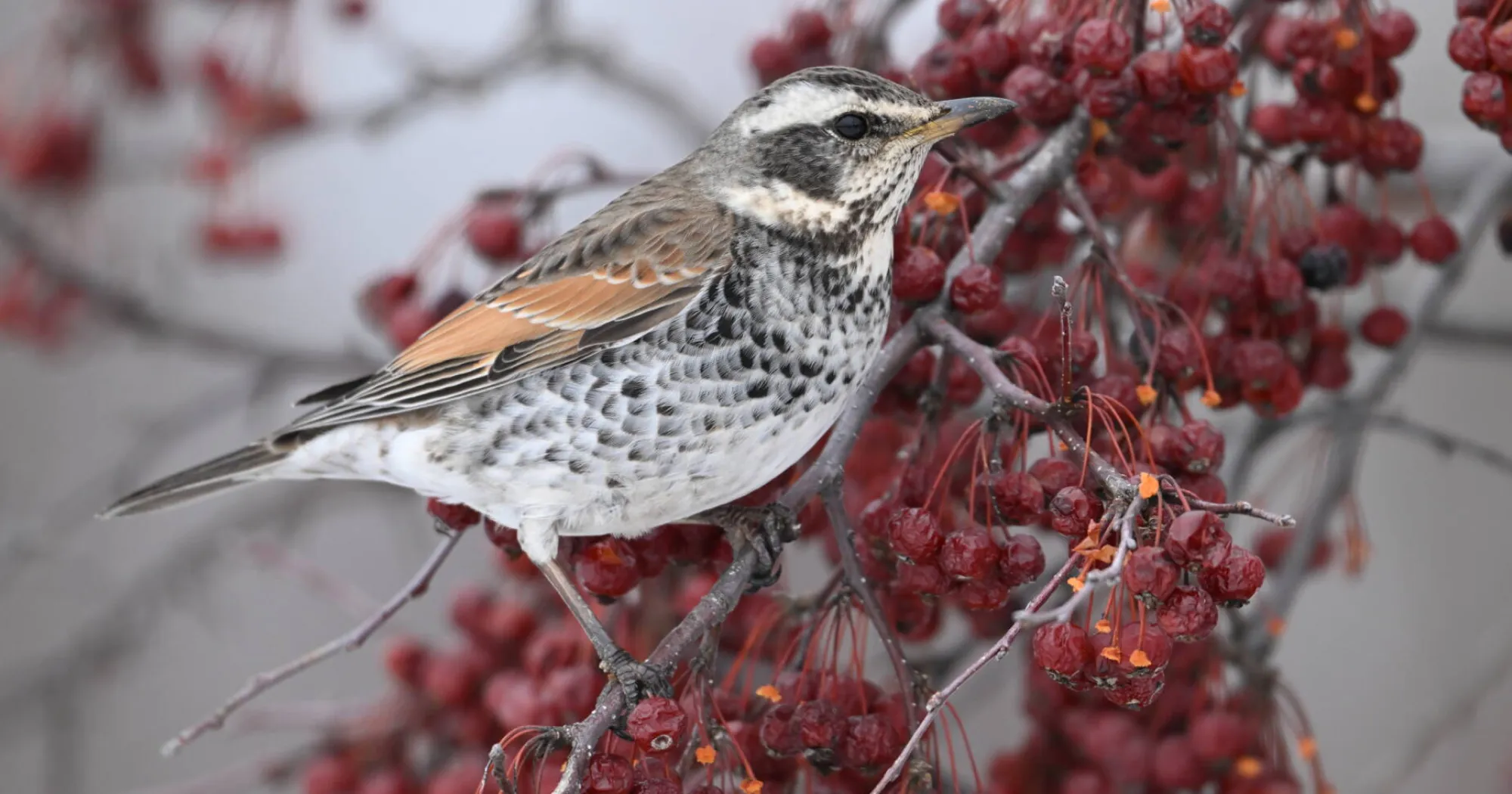 Довгофокусний об'єктив Nikon Nikkor Z 180-600mm f/5.6-6.3 VR (JMA720DA) (Standard)