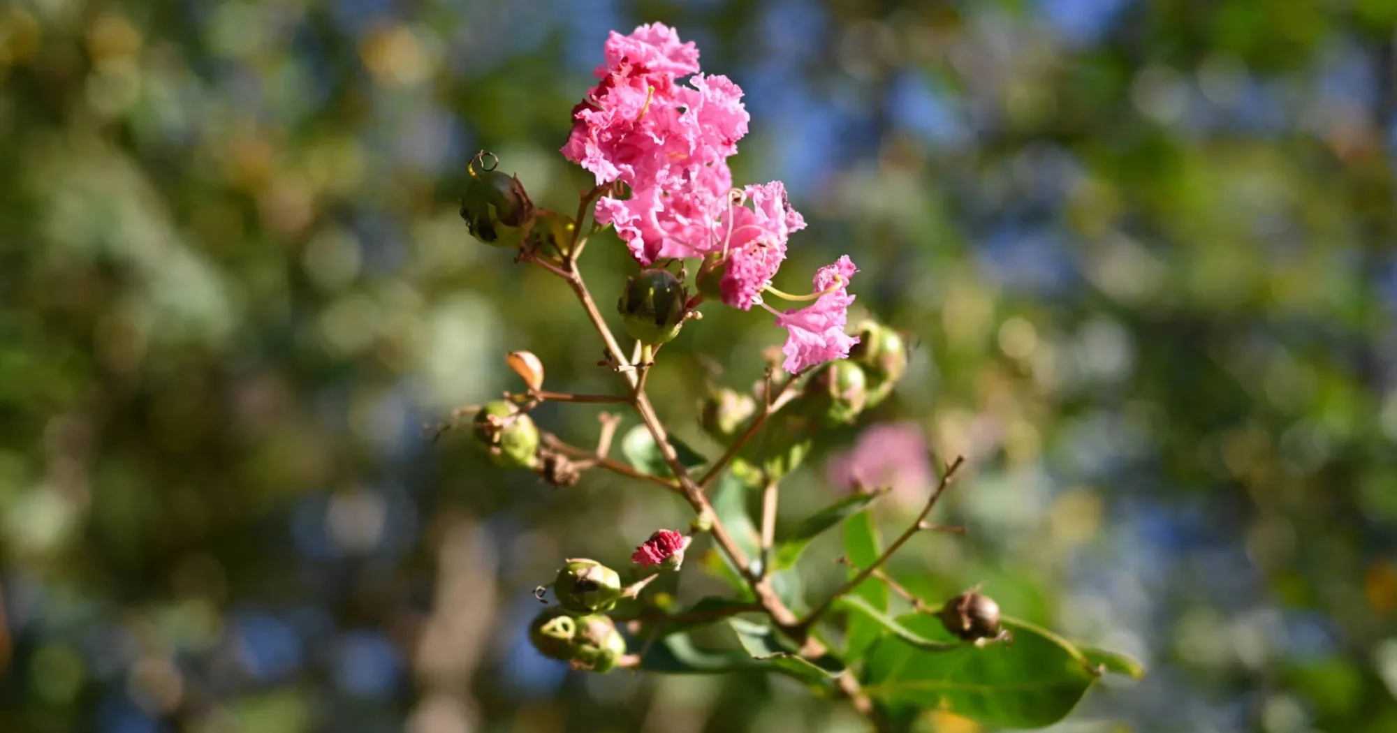 Стандартний об'єктив Nikon Nikkor Z 40mm f/2 SE (JMA110DA) (Standard)