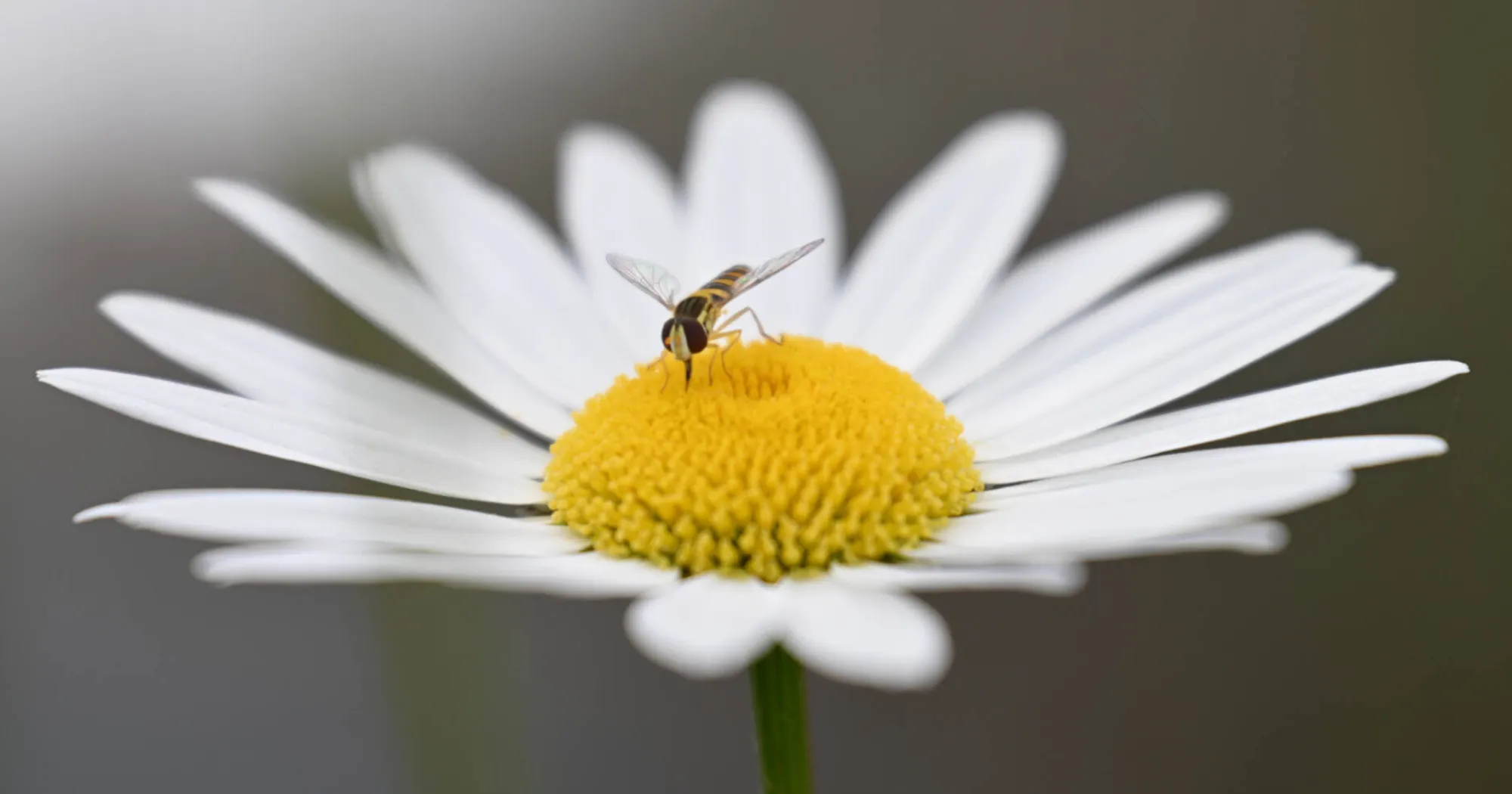 Универсальный объектив Nikon Nikkor Z 70-180mm f/2.8 (JMA721DA) (Standard)