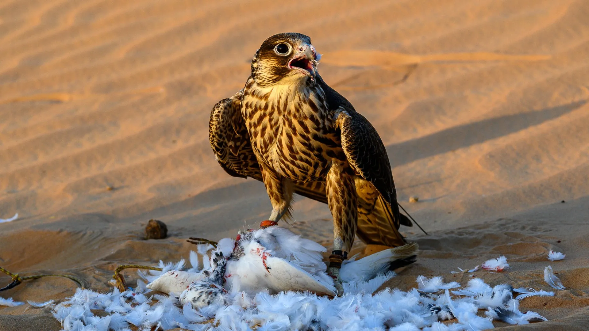 Универсальный объектив Nikon Nikkor Z DX 50-250mm f/4.5-6.3 VR (JMA707DA) (Standard)