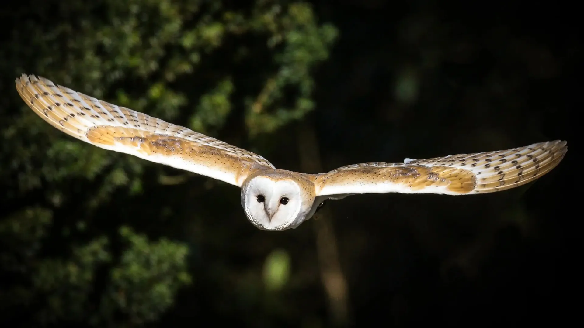 Довгофокусний об'єктив Canon EF 100-400mm f/4.5-5.6 L II IS USM (9524B005) (Standard)