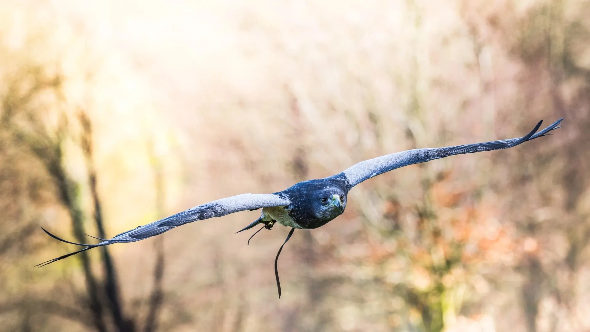 Довгофокусний об'єктив Canon EF 100-400mm f/4.5-5.6 L II IS USM (9524B005) (Standard)