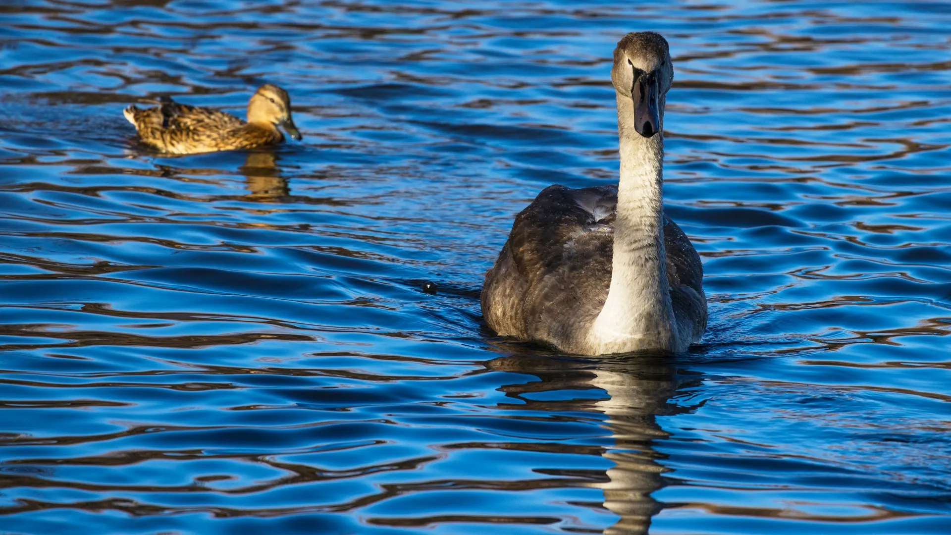 Длиннофокусный объектив Canon RF 100-400mm f/5.6-8 IS USM (5050C005) (Standard)