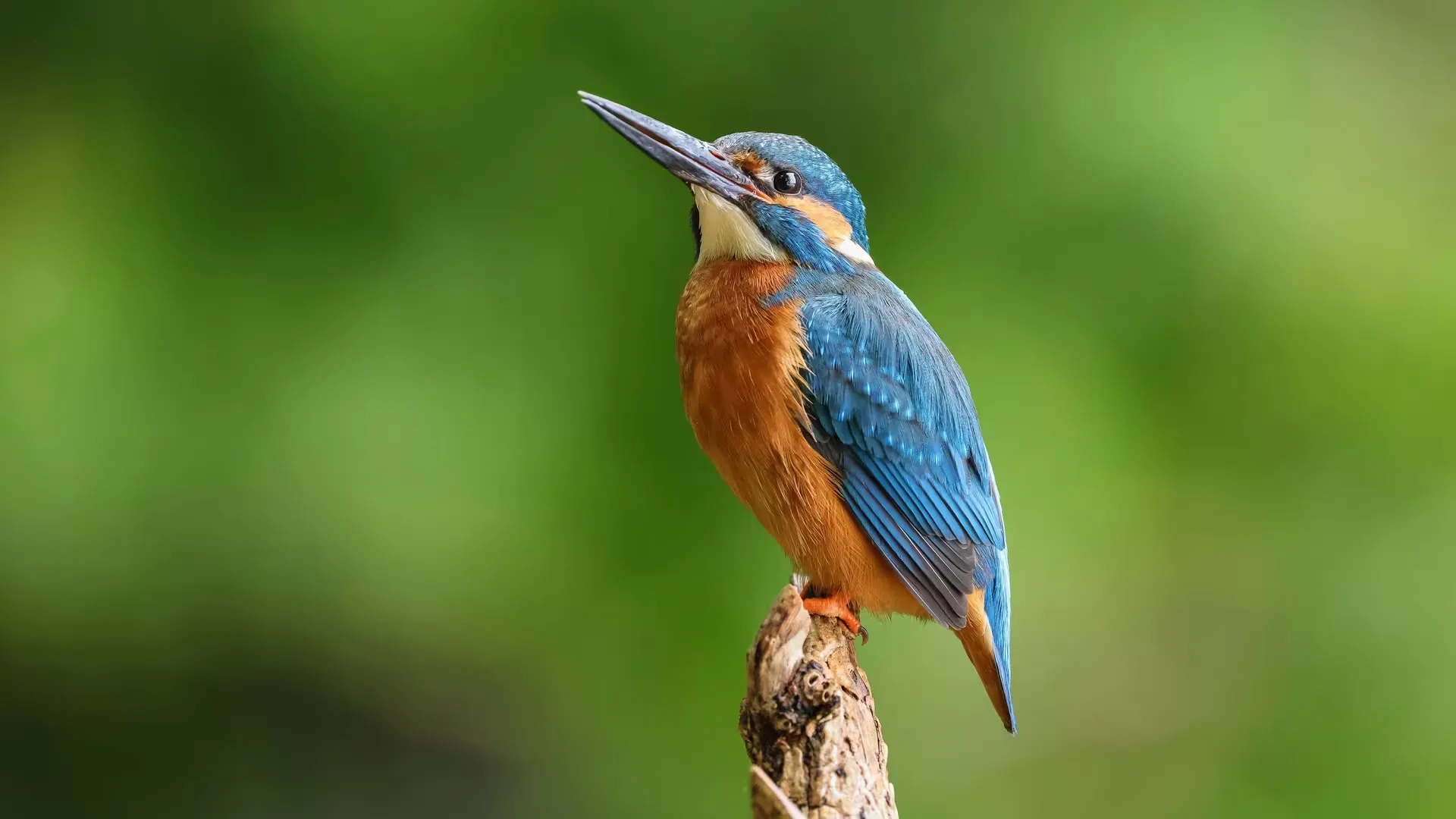 Длиннофокусный объектив Canon RF 100-500mm f/4.5-7.1 L IS USM (4112C005) (Standard)