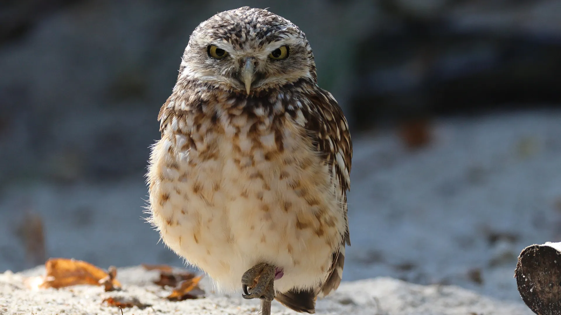 Длиннофокусный объектив Canon RF 200-800mm f/6.3-9 IS USM (6263C005) (Standard)