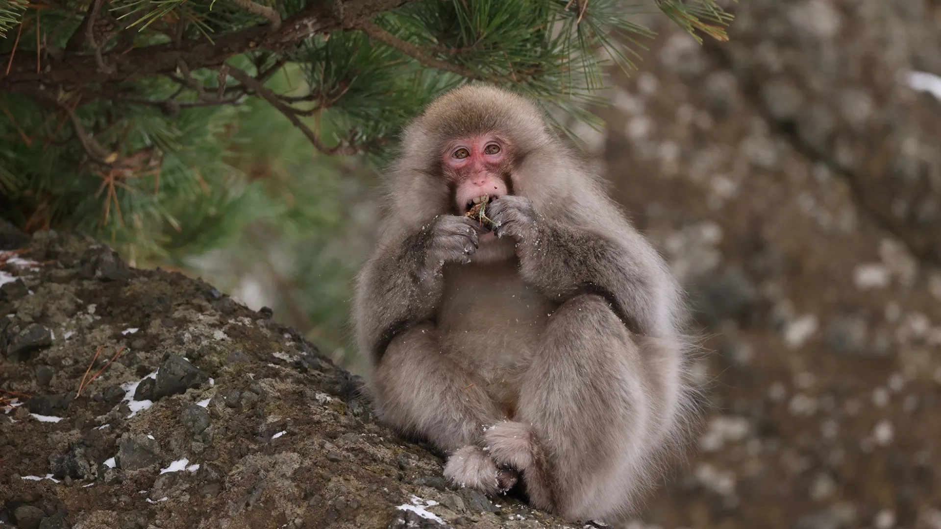 Длиннофокусный объектив Canon RF 600mm f/11 IS STM (3986C005) (Standard)