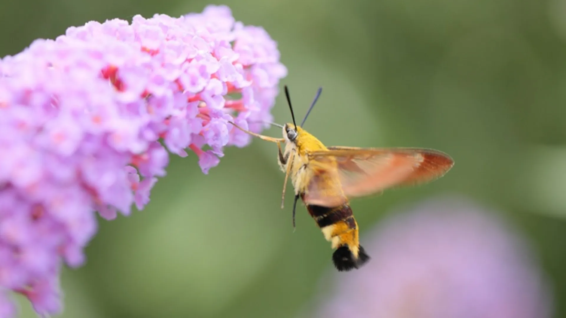 Макрообъектив Canon EF 100mm f/2.8L Macro IS USM (3554B005) (Standard)