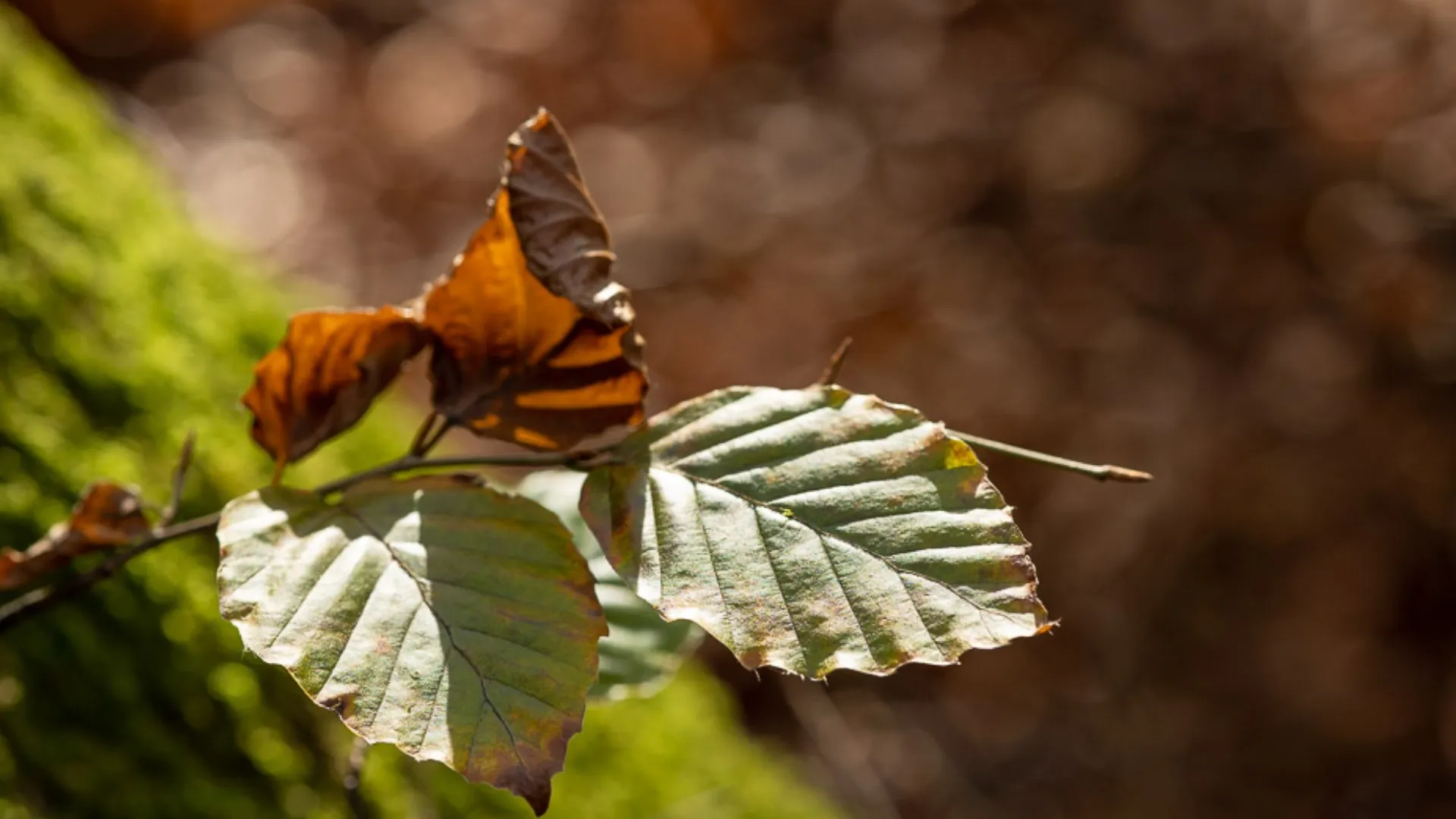 Макрообъектив Canon RF 85mm f/2 Macro IS STM (4234C005) (Standard)