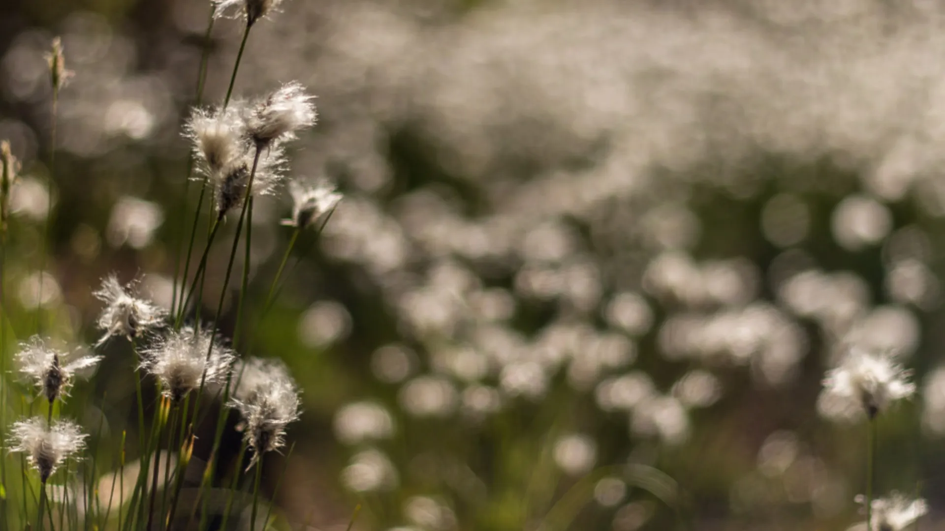 Стандартный объектив Canon EF 50mm f/1.8 STM (0570C005) (Standard)