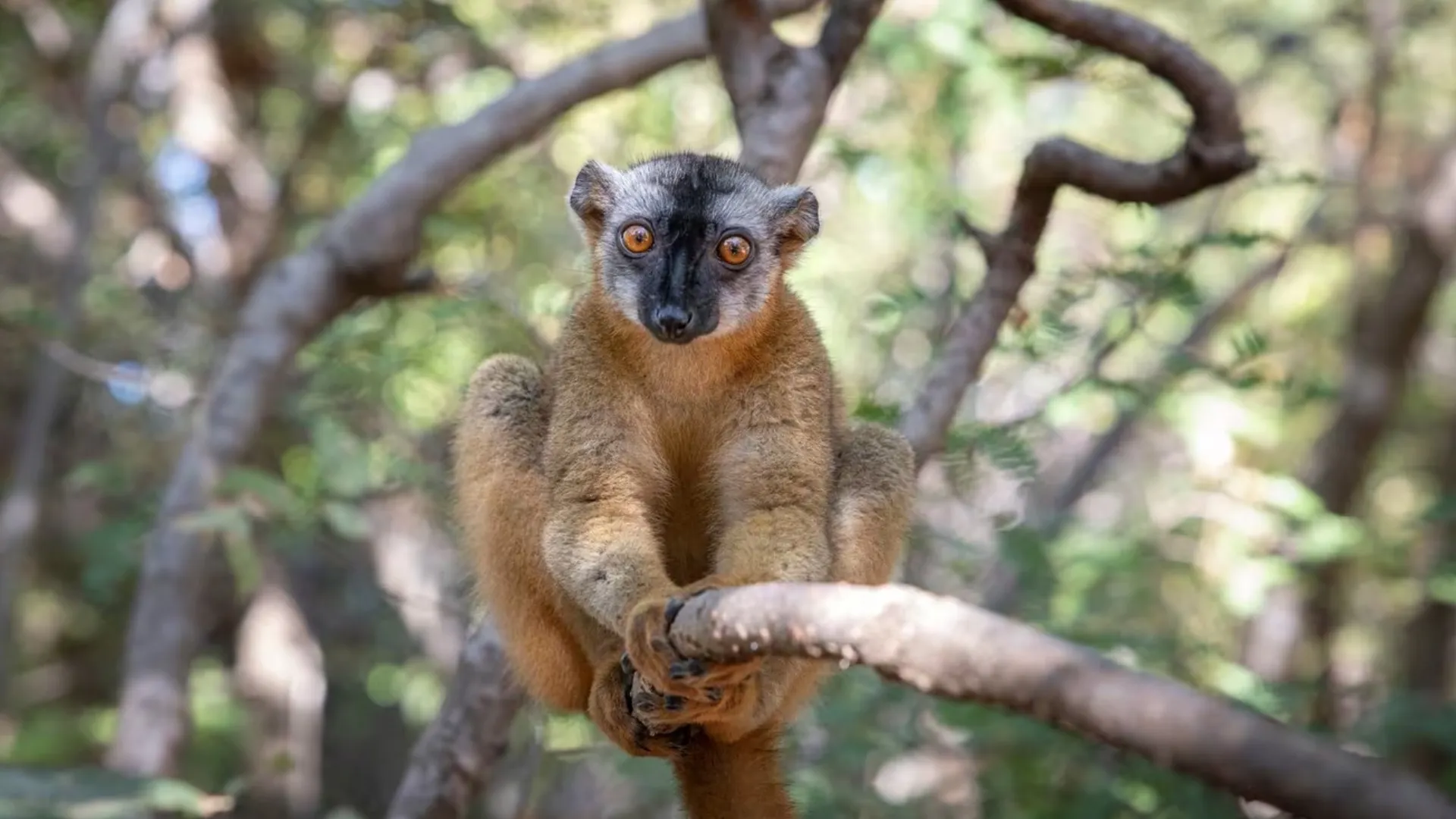 Универсальный объектив Canon EF 24-70mm f/2.8 L II USM (5175B005) (Standard)