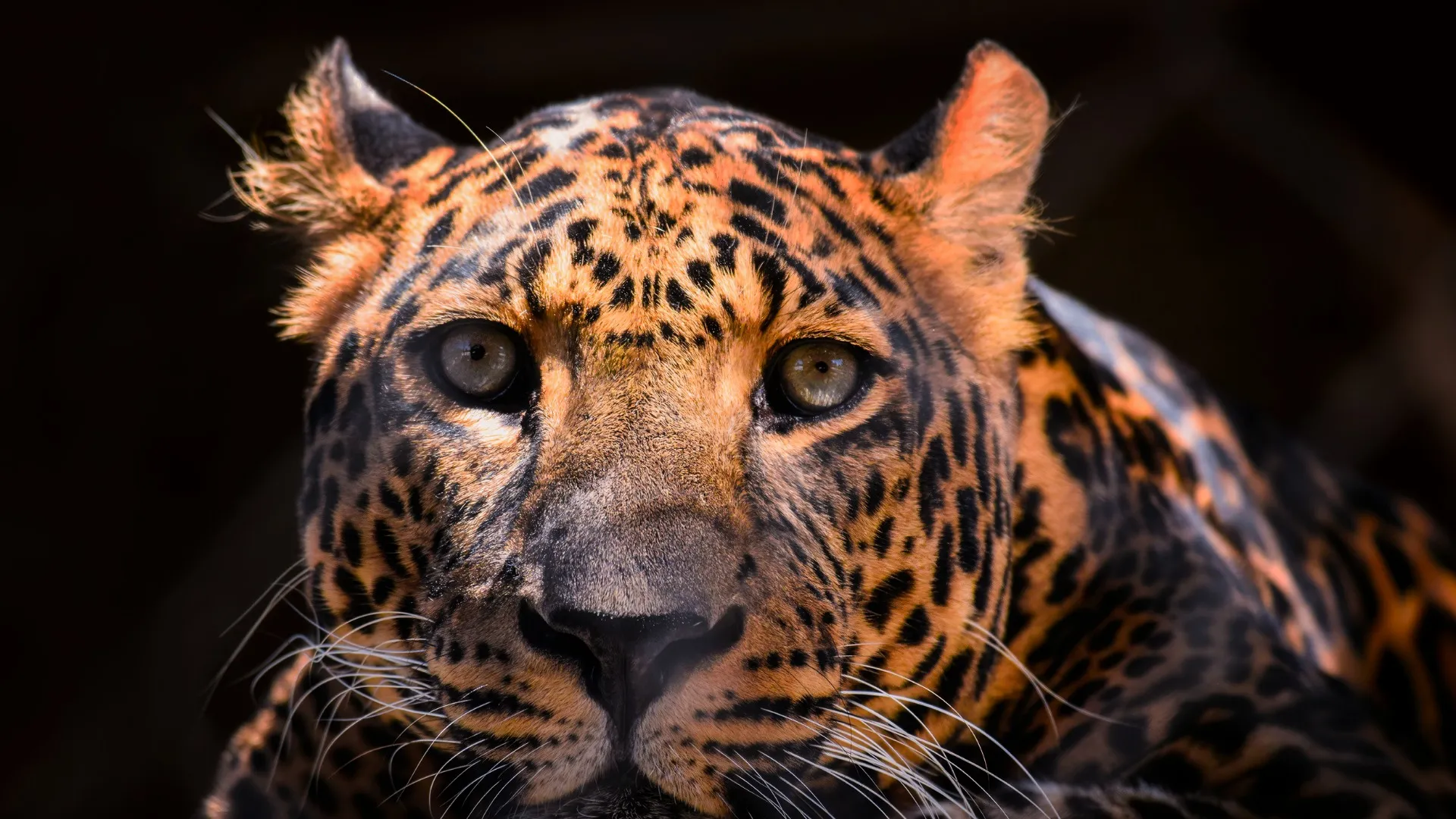 Проектор для дома XGIMI Horizon 20 Pro (Ivory Gray) (UA)