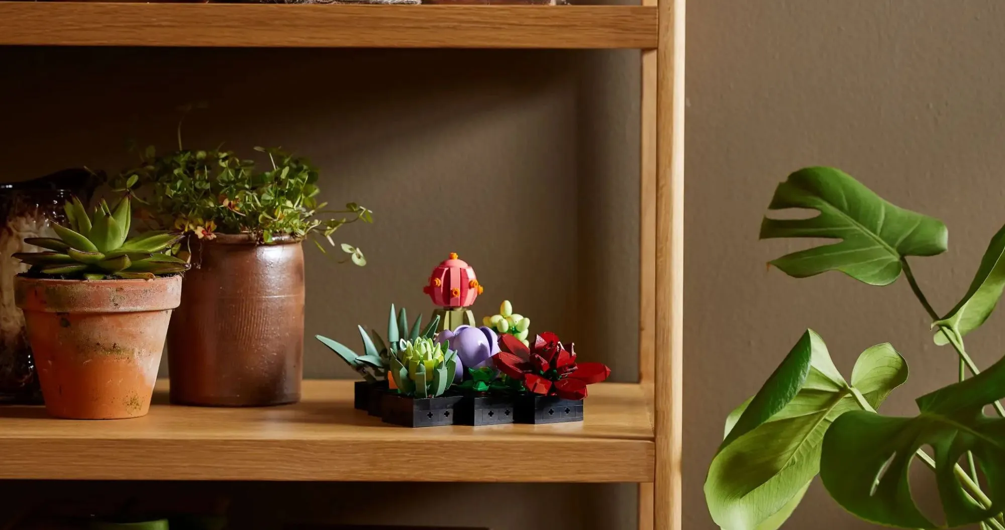 Конструктор LEGO Botanicals Сукуленти (10309)