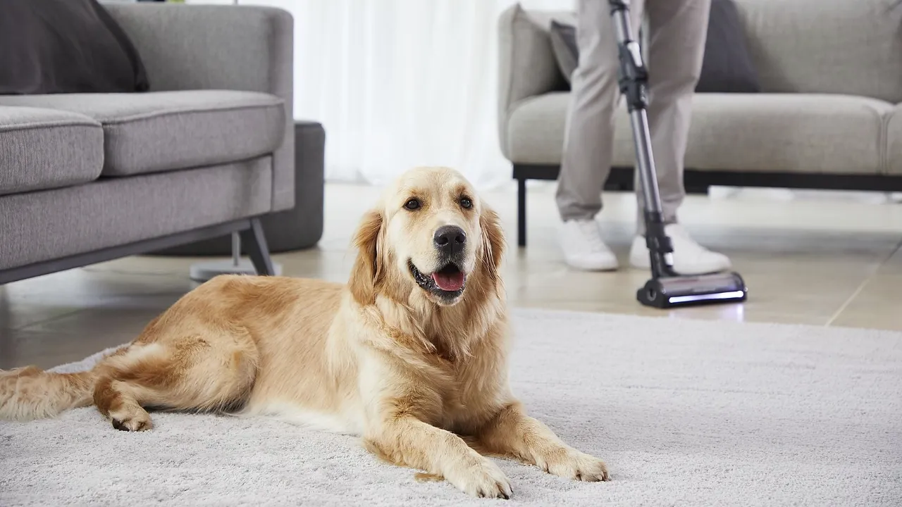 Акумуляторний пилосос Rowenta X-Force 14.80 Auto Animal (RH9B74WO)